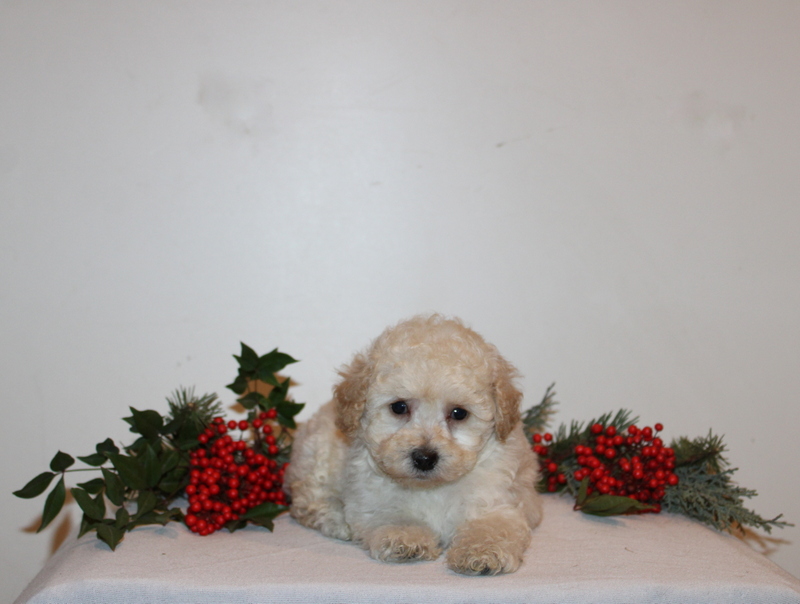 puppy, for, sale, Toy Poodle, Matthew B. Stoltzfus, dog, breeder, Gap, PA, dog-breeder, puppy-for-sale, forsale, nearby, find, puppyfind, locator, puppylocator, aca